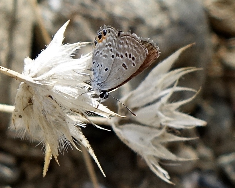grass jewel